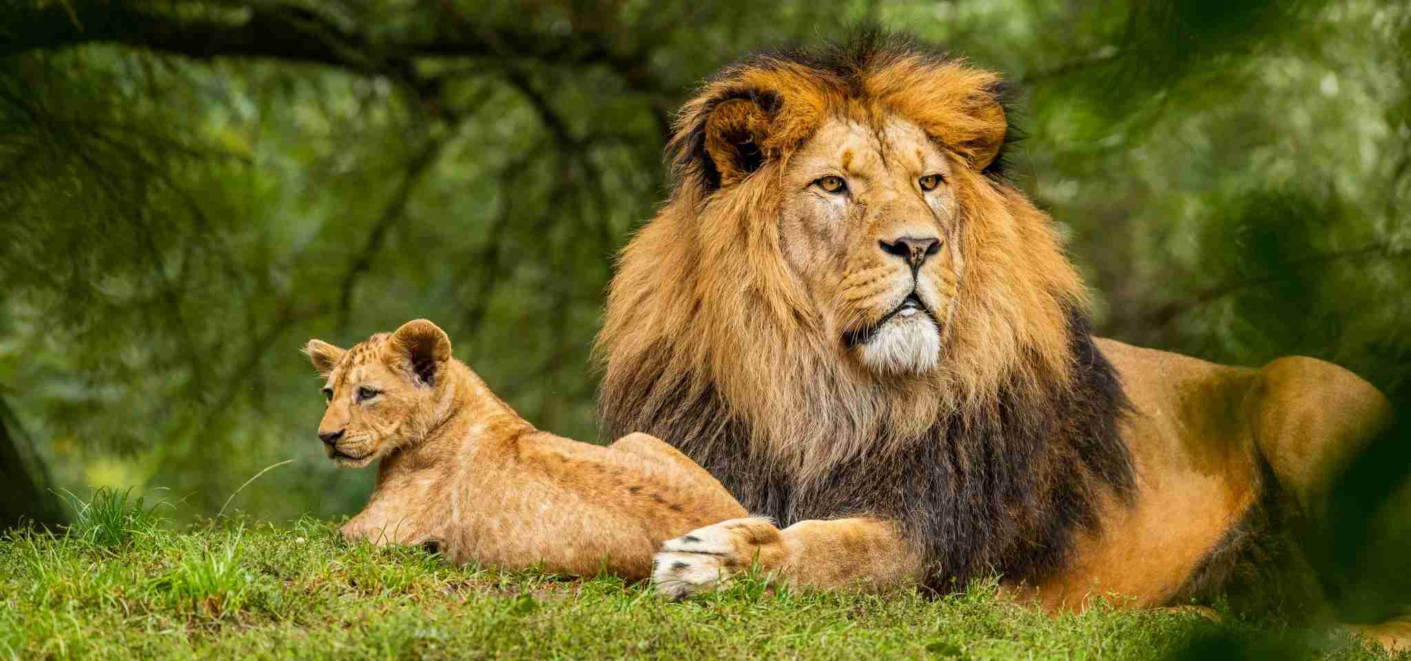 barbary lion